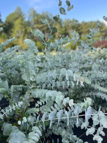 Eucalyptus Cinerea Silver Dollar Tree Plug - Healthy Starter Plant for Gardening - Aromatic, Silvery Leaves, Eucalyptus cinerea