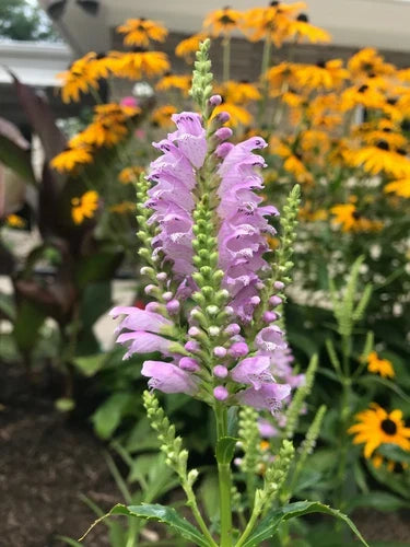 10 Live Obedient Plants Bare Roots – Physostegia virginiana Perennial with Lavender Flowers, Organic Garden Plants