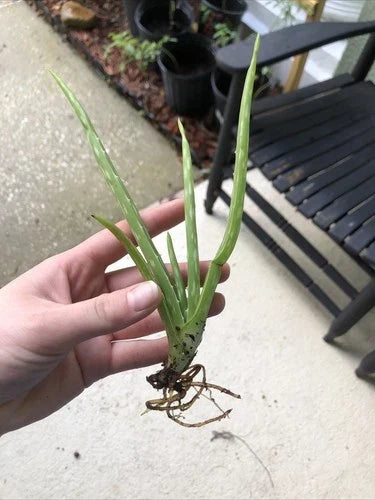 Aloe Vera Plant 7-8" Bare Root Edible Medicinal Herb Aloe Barbadensis Miller for Home Gardening