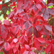 Virginia Creeper Cuttings – 10 Unrooted Parthenocissus quinquefolia Vines, Climbing Vine for Walls & Trellises