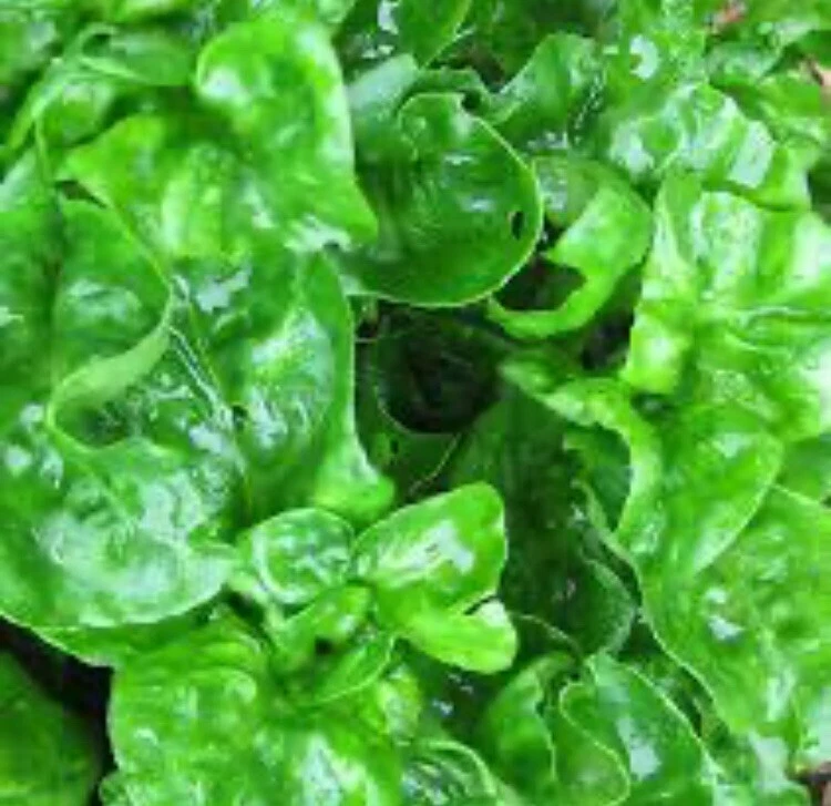 Brazilian Spinach Cuttings – 8 Live Alternanthera Sissoo Planting Pieces, 4-5 Inch Sissoo Spinach for Garden, Landscaping & Indoor Use