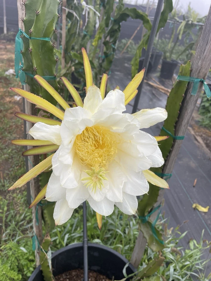 Dragon Fruit Orejona Cuttings – Unrooted Pitaya Stems for Planting, Tropical Climbing Cactus, Exotic Dragon Fruit, Hylocereus undatus