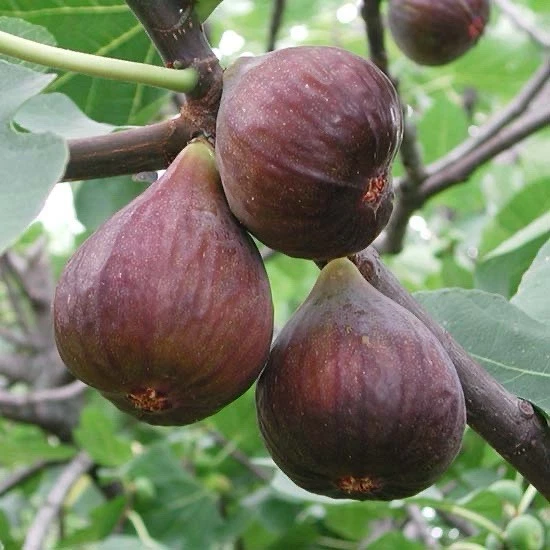 Fig Tree Cutting – 10" Live Ficus carica Fruit Tree Starter for Edible Gardens, Orchards & Propagation