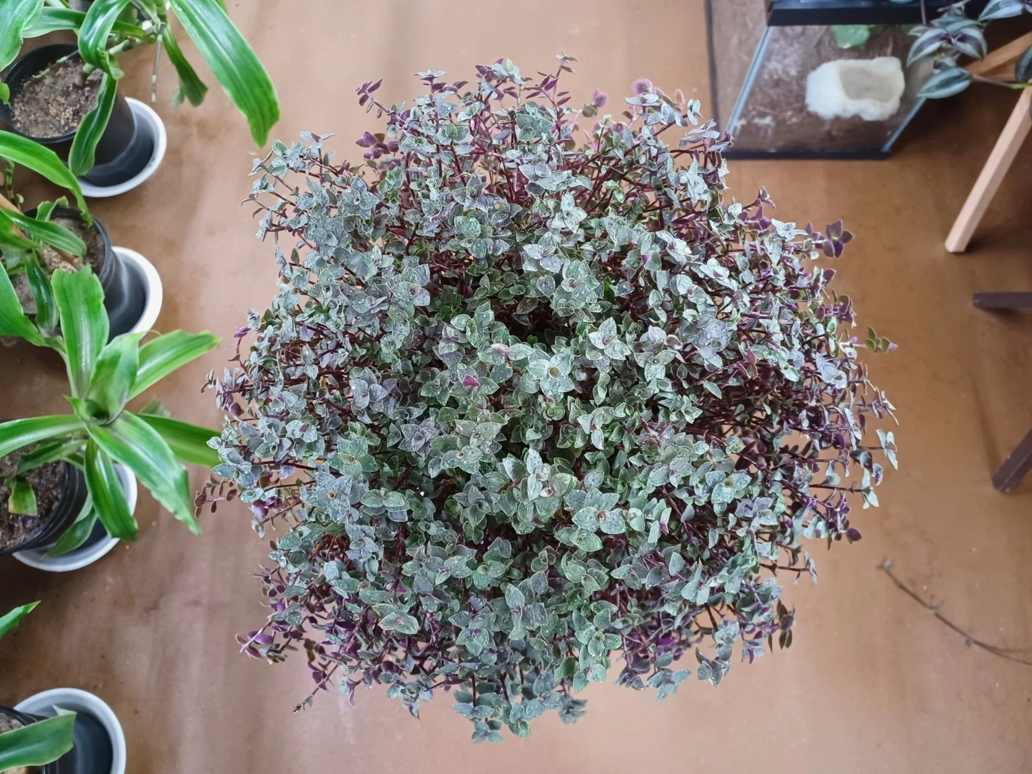 Callisia Repens Cuttings | Wandering Jew Houseplant | Trailing Green Foliage | Easy Rooting Indoor Turtle Vine Cuttings