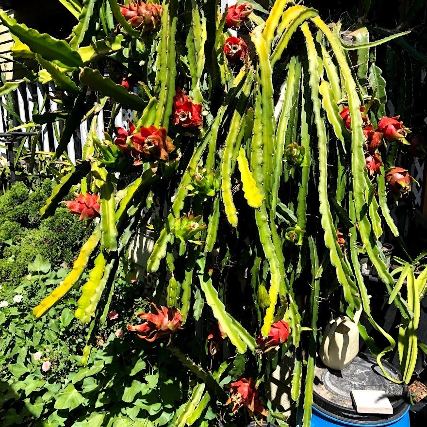 Red Dragon Fruit Cuttings – 5 Live Pitaya Cuttings with 1 Rooted Plant, Tropical Cactus for Planting, Hylocereus spp.