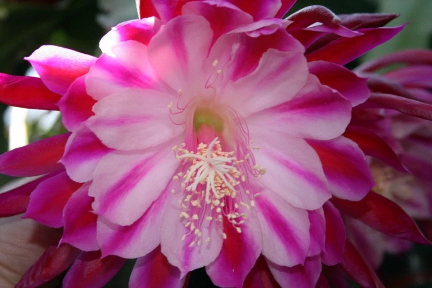 Epiphyllum Alakazam Orchid Cactus Cuttings – Live Night-Blooming Epiphyllum Propagation Plant Starts