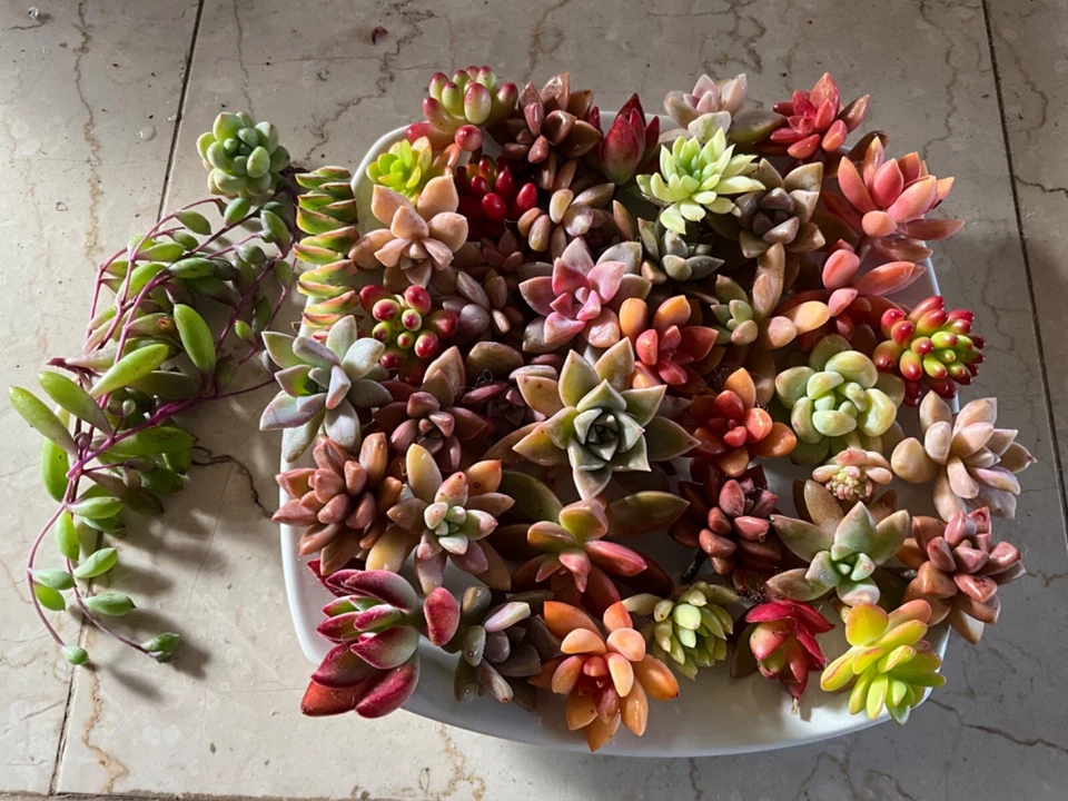 25 Colorful Succulent Cuttings – Mixed Live Unrooted Succulents for DIY Arrangements, Terrariums & Gardens