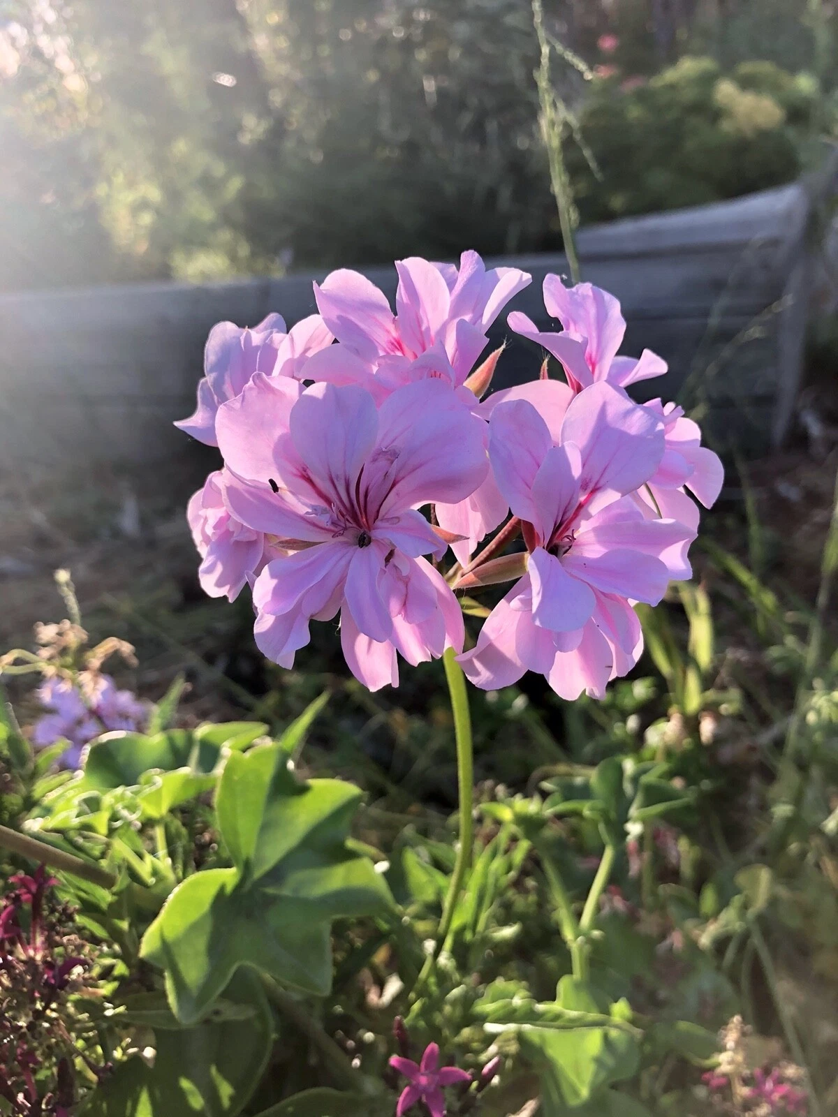 Pelargonium peltatum Lavender Ivy Geranium – 2 Live 6-Inch Trailing Cuttings, Cascading Flowering Plant for Pots & Hanging Baskets