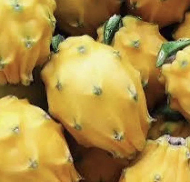 Yellow Dragon Fruit Cutting ‘Palora’ – 8–12 Inch Live Hylocereus Megalanthus for Planting & Fruit-Growing Gardens