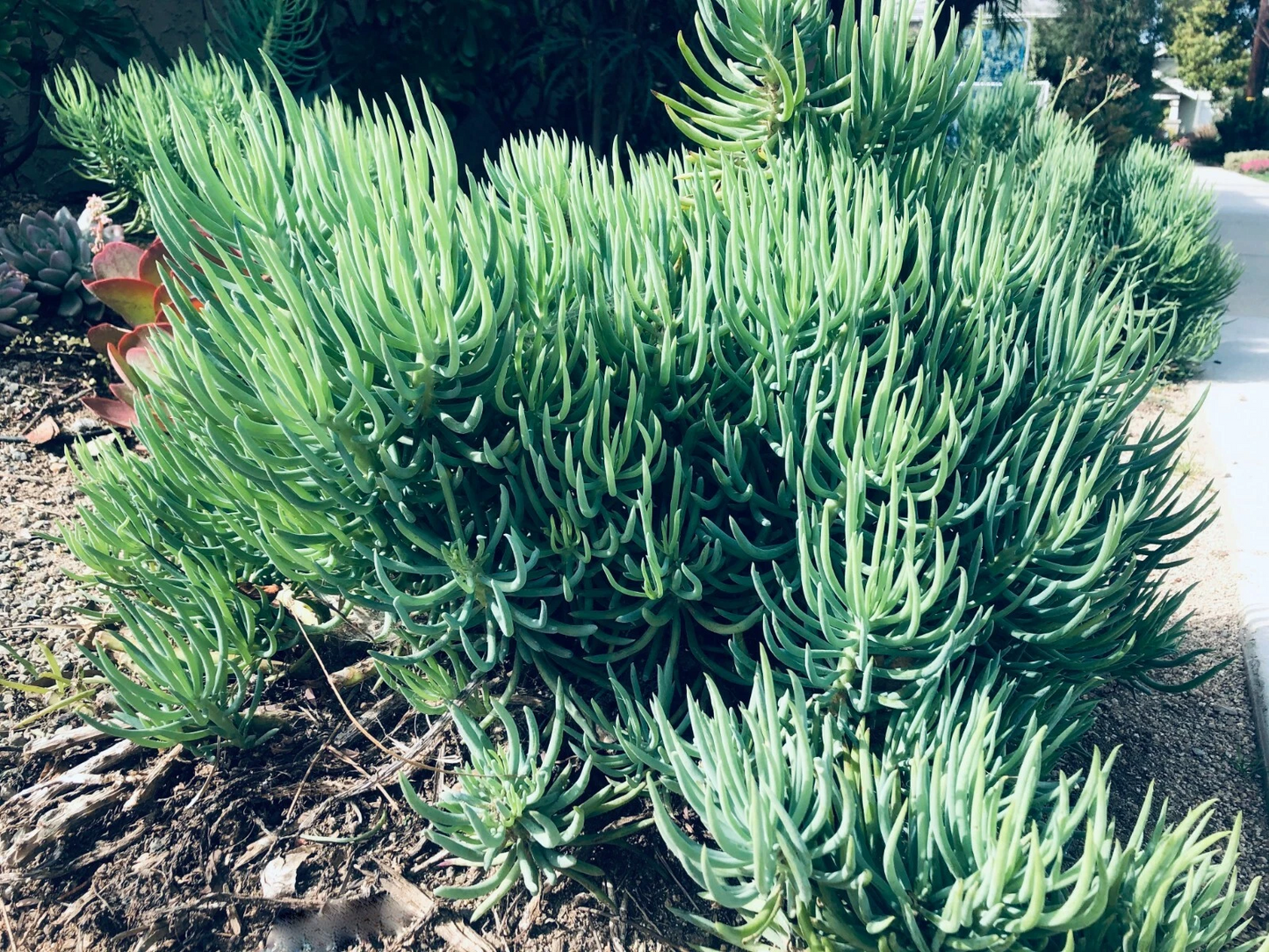 Senecio vitalis Cuttings 9pcs | Blue Chalk Fingers Succulents | Drought-Tolerant Live Plant Sticks | 6-inch Starter Plants