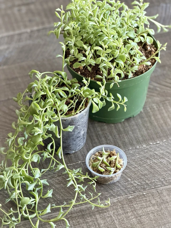 String of Dolphins Succulent Cuttings – Live Propagation Cup, Senecio Peregrinus, Unique Dolphin-Shaped Leaves, Easy to Plant and Care