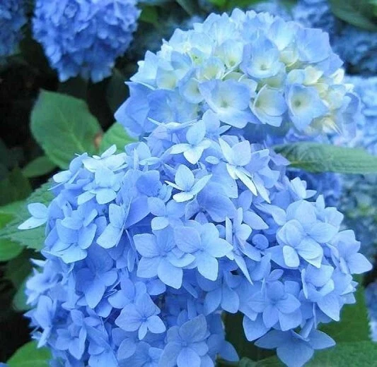 Blue Hydrangea Cuttings Pack – Hydrangea macrophylla, Blue Blooms, Live Propagation Starter Set