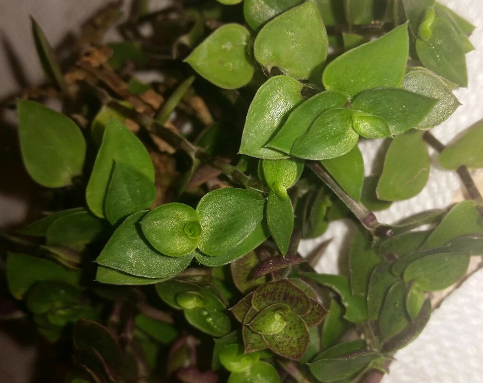 Dwarf Callisia repens Cuttings | Tradescantia Minima Unrooted Planting Material | Low-Maintenance Greenery