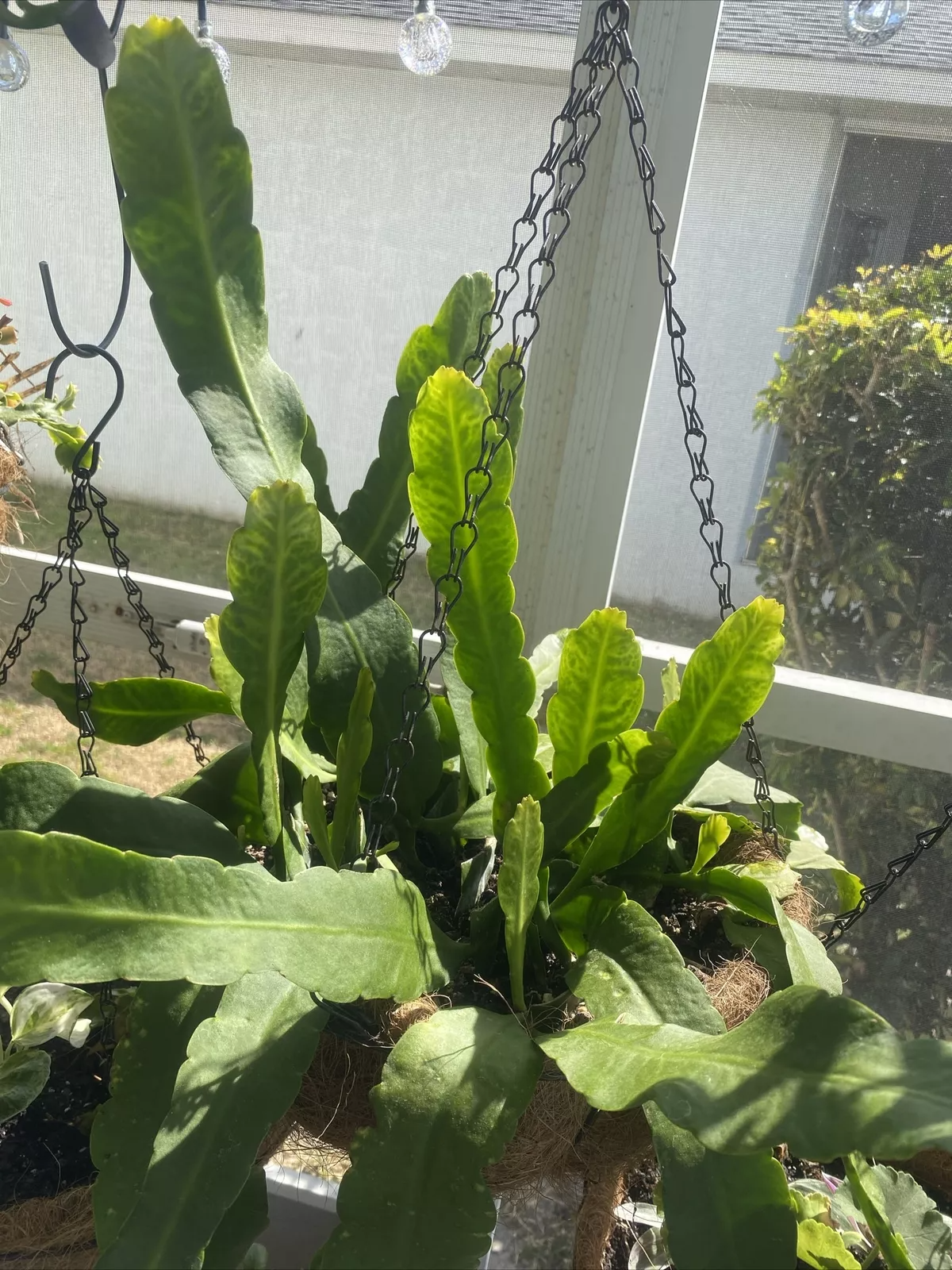 Rooted Epiphyllum Orchid Cactus Cuttings 2pcs | Live Plant Starts | 10+ Inch Stems | Bloom Color Unknown | Easy Care Succulent
