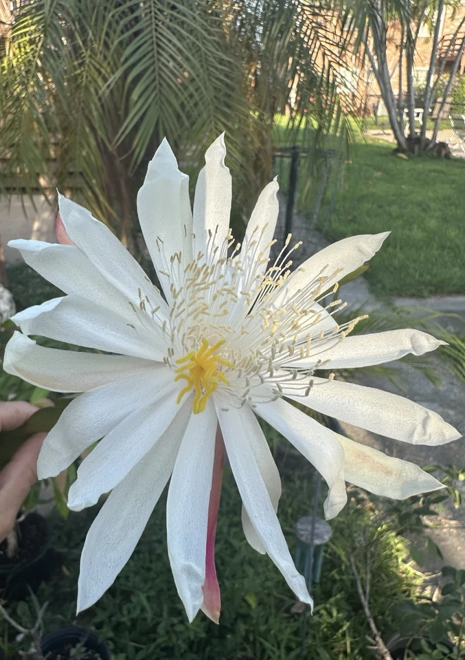 White Epiphyllum Hookeri Orchid Cactus Cuttings – Fragrant Night-Blooming Plant, Easy Care, Elegant White Flowers, Epiphyllum hookeri