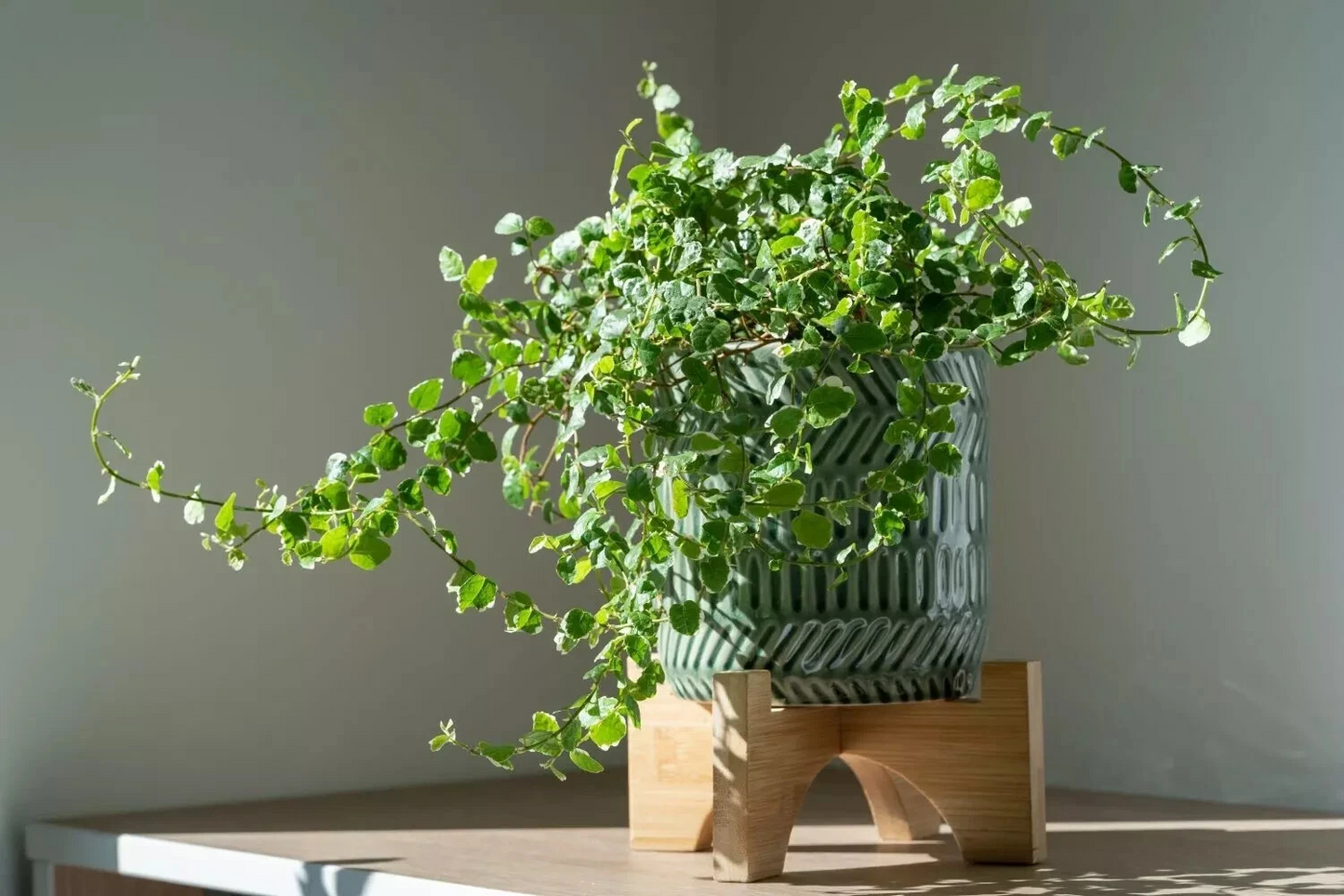 Creeping Fig Ficus Pumila Unrooted Cuttings Set of 5 Live Plants for Rooting, Ground Cover, Indoor or Outdoor Gardening