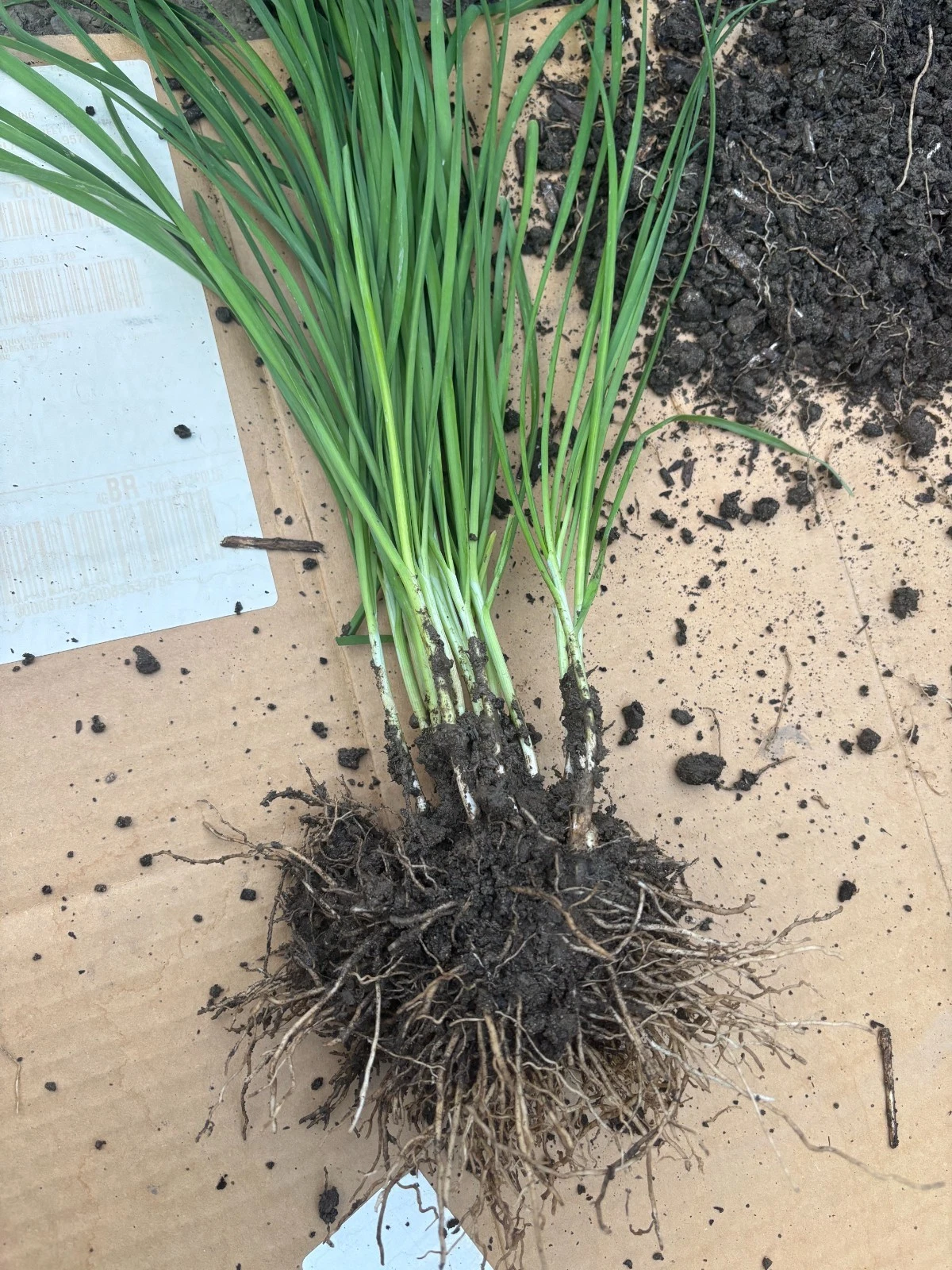 Garlic Chives Plants – 100 Live Bare Root Stalks – Allium tuberosum – Fresh Herb for Garden Growing & Culinary Use