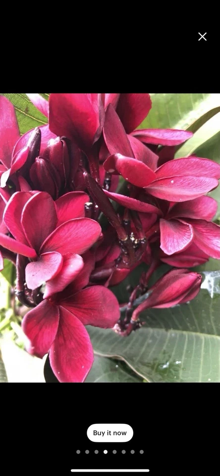 Scott Pratt Plumeria Cuttings – 12 Live Plumeria Rubra Two-Tip Planting Cuttings, 12 Inches, Tropical Fragrant Flowering Plants