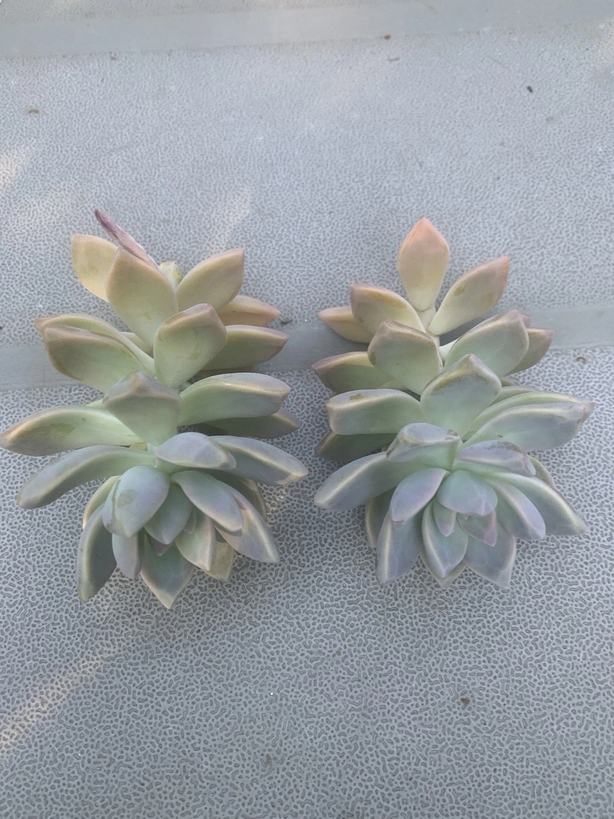 Ghost Plant Succulent Cuttings – 2 Live Graptopetalum paraguayense Propagation Pieces for Beginners and Gardeners