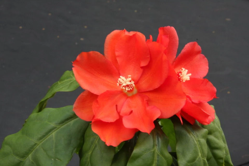 Pereskia Bleo Live Cactus Plant in 4 Inch Pot, Abrojo Rodocactus Succulent, Indoor Garden, Easy Care, Greenery Gift