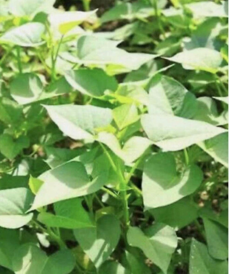 White Sweet Potato Slips Live Cuttings – 15 Ipomoea batatas White-Flesh Vines for Garden Beds & Containers