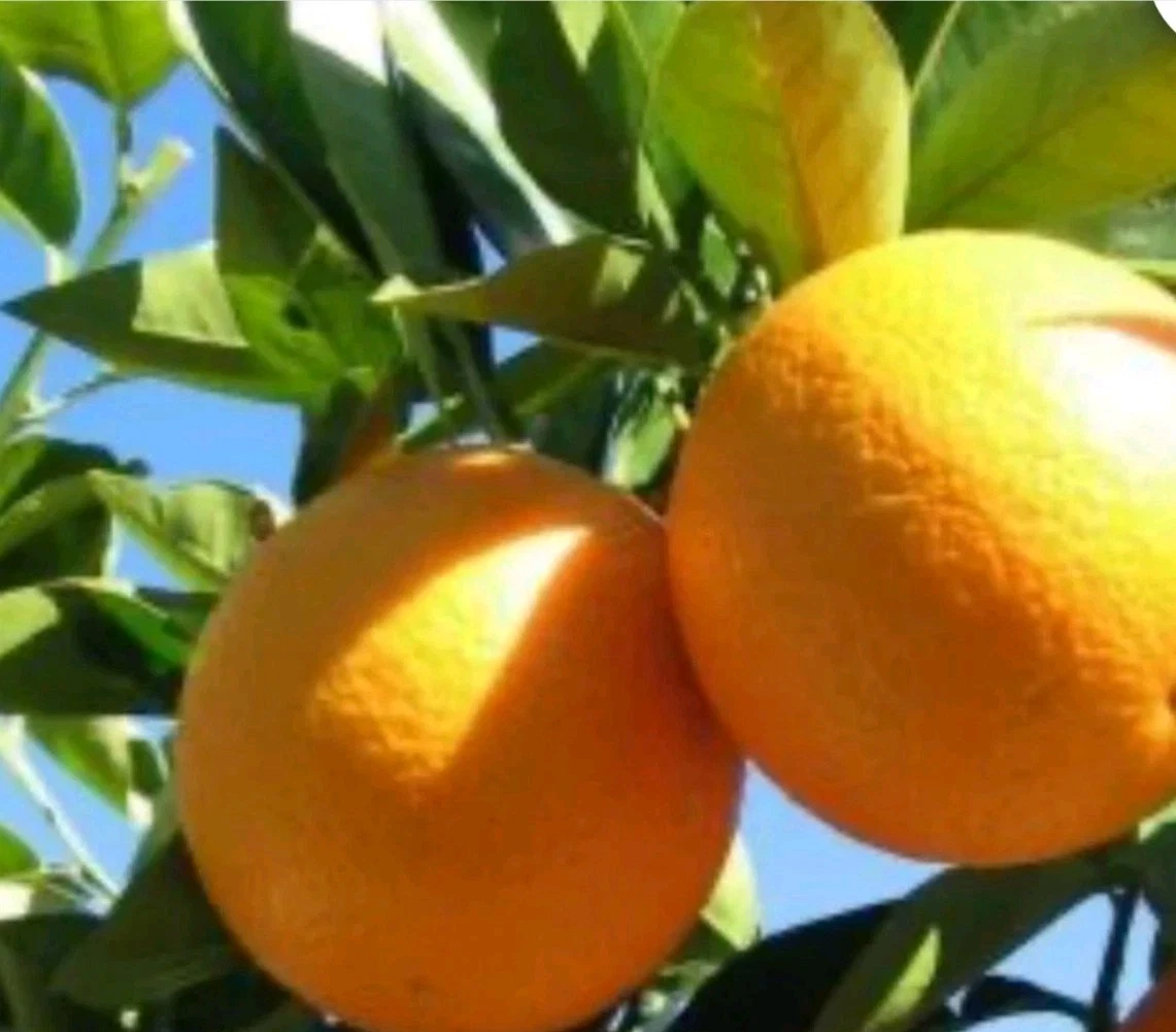Valencia Orange Cuttings 6–8 Inch Unrooted Citrus Sinensis for Grafting and Rooting, Citrus Tree Propagation
