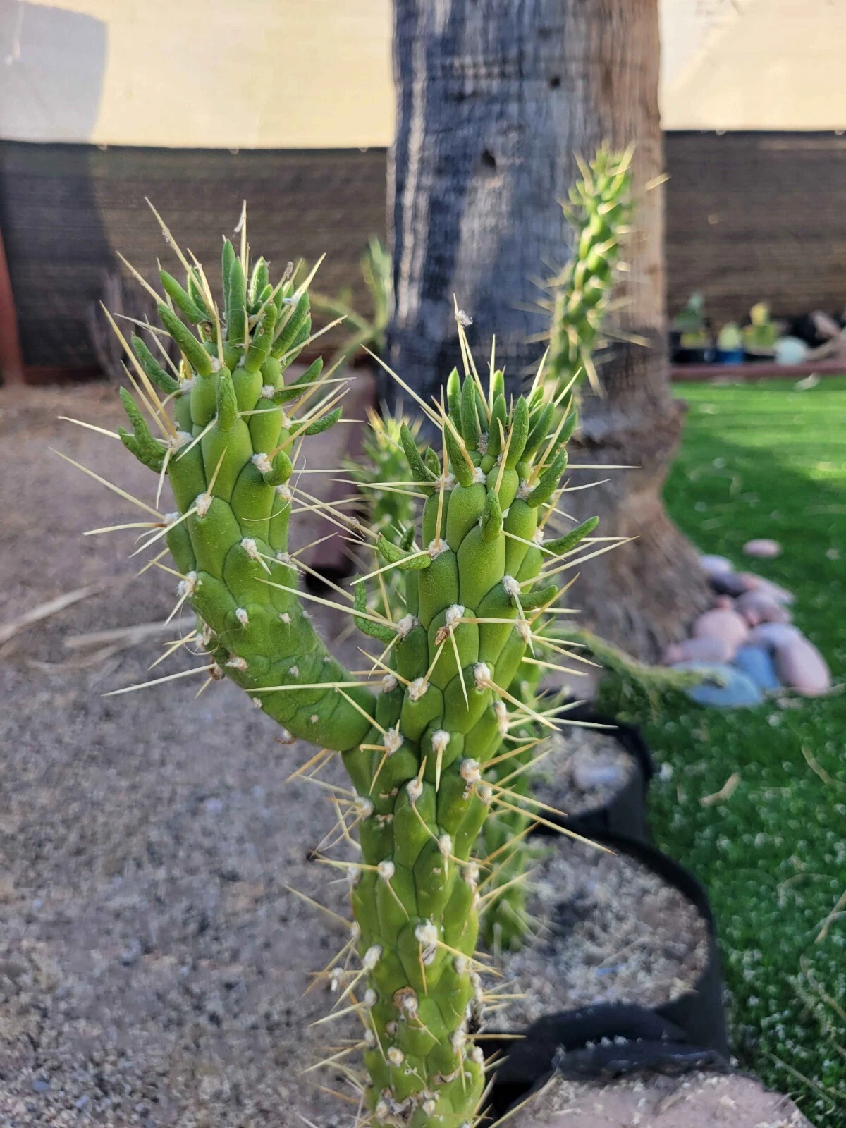 Austrocylindropuntia Eve’s Needle Cactus Cutting – Unrooted Columnar Succulent for Propagation