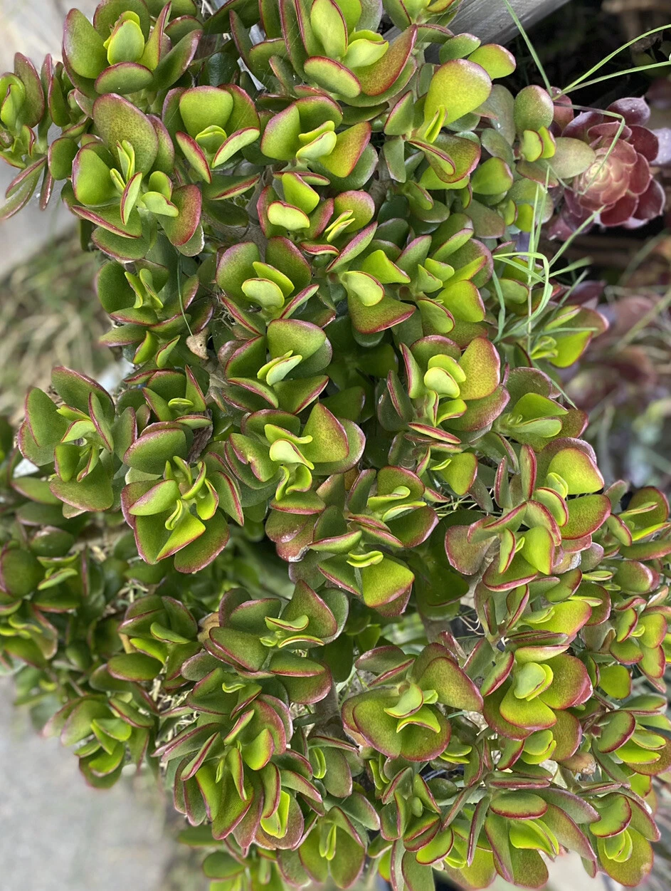 Crassula Ovata Jade Plant Cuttings – 5 Unrooted Succulents, Easy Care Houseplant, 3–5 Inch, Succulent Propagation, Indoor Garden