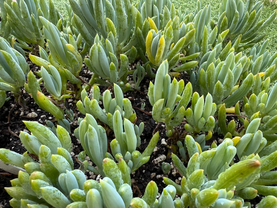 Blue Chalkstick Succulent – Live Curio repens Plant in 4" Pot, Drought-Tolerant Blue-Green Succulent for Indoor or Outdoor Gardens