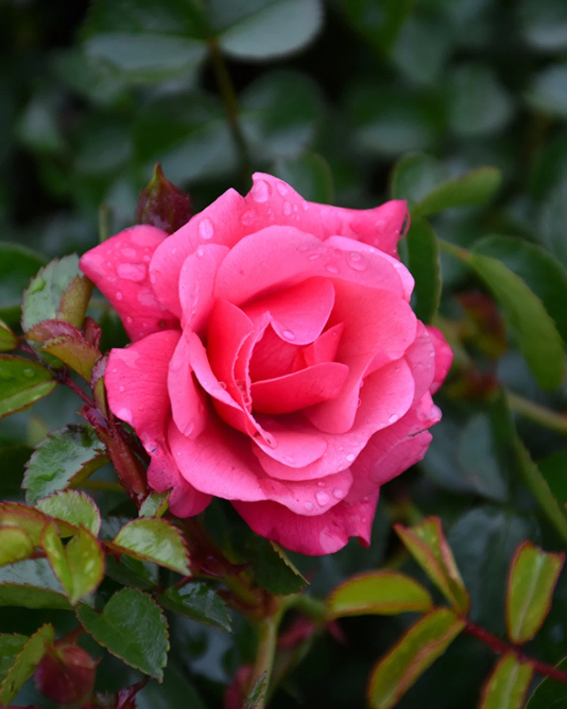 Flower Carpet Pink Rose Cuttings – 3 Unrooted Stems for Rooting or Grafting – Groundcover Rose – Vibrant Pink Blooms, Easy to Grow