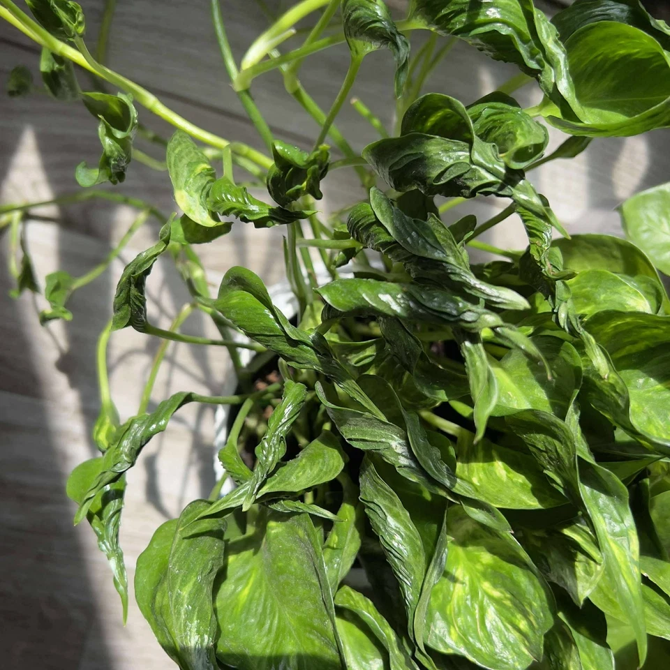Shangri La Pothos Cuttings – 4 Live Unrooted Epipremnum Aureum Indoor Houseplant for Propagation