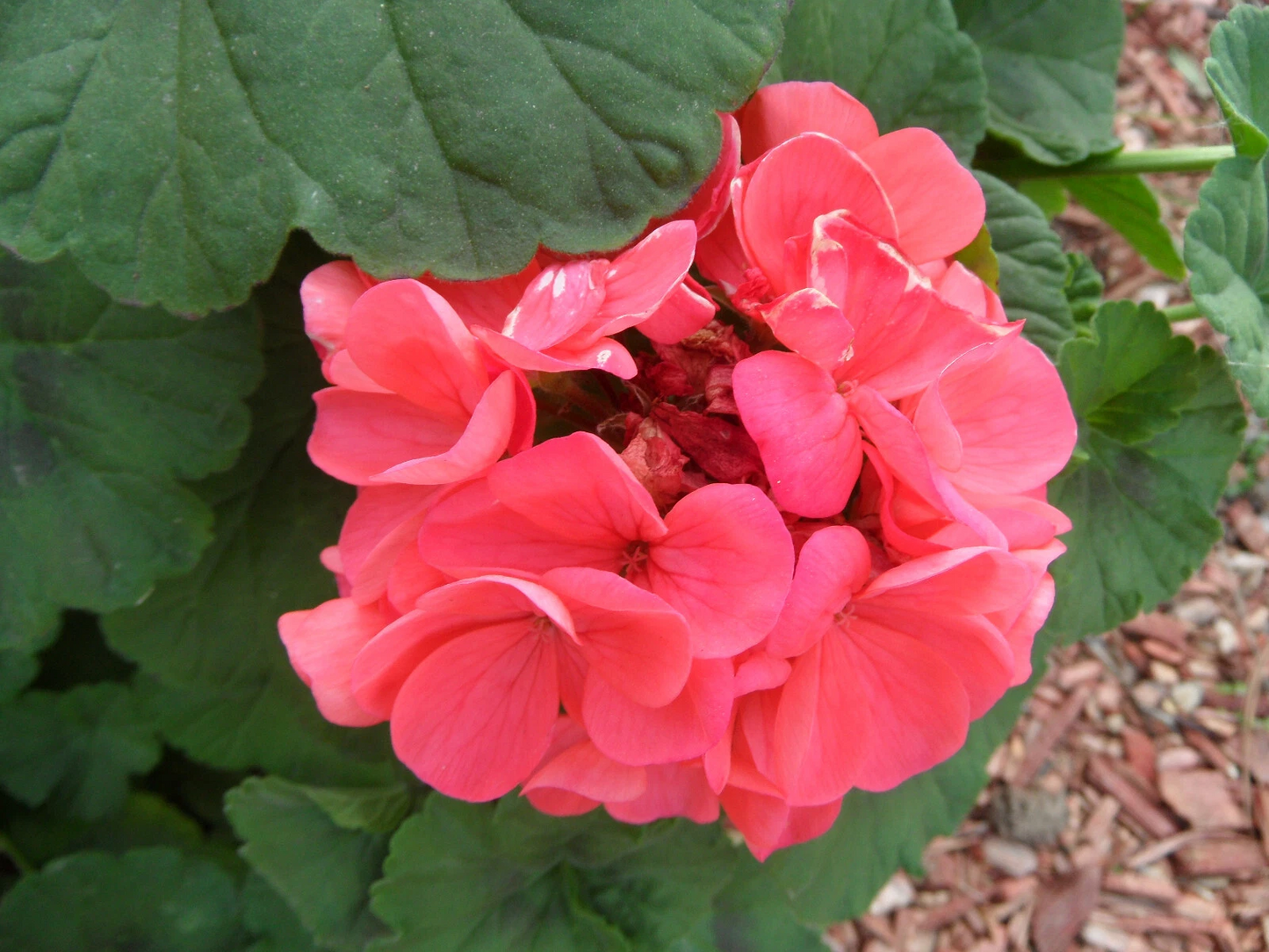 Zonal Geranium Cuttings – 4-inch Pelargonium Starter Plants for Garden Bedding and Containers