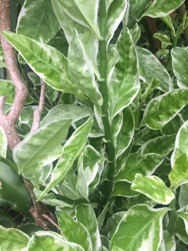 Dev’s Backbone Variegata Plant – 6 Euphorbia Tithymaloides Cuttings + 1 Rooted Starter, Variegated Indoor Plant, Zigzag Foliage