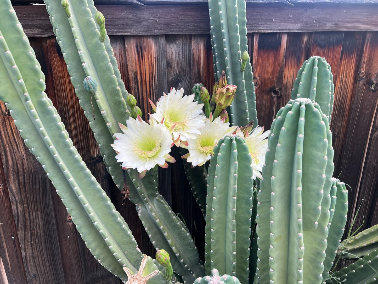 Senita Peruvianus Cactus Cutting – 12 Inch Night Blooming Succulent, Columnar Pachycereus spp. for Outdoor or Container Growing