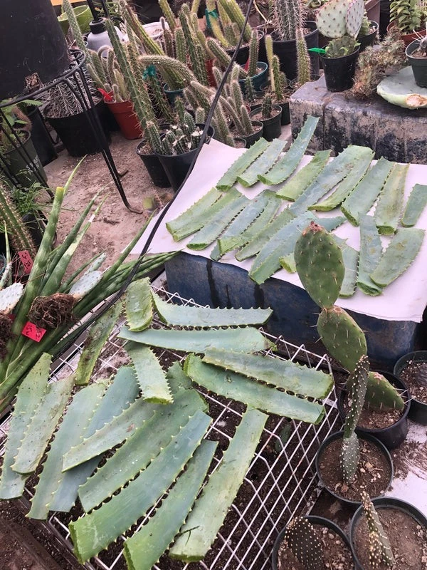 Fresh Aloe arborescens Leaves – 14oz Botanical Material for Propagation & Crafting