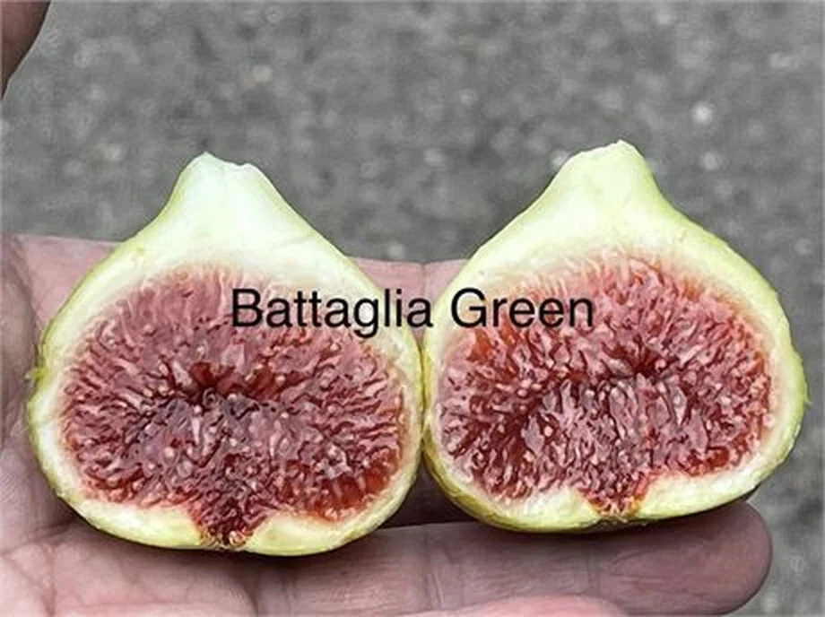 Battaglia Green Fig Cutting – Unrooted Fig Tree Segment with 3+ Nodes, 8+ Inches, Ficus carica