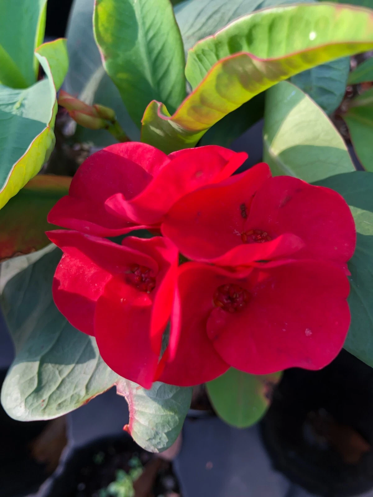 Crown of Thorns Euphorbia milii Rooted Cutting – Red Flower Succulent Plant, Thai Hybrid, Easy Care Indoor or Garden Plant
