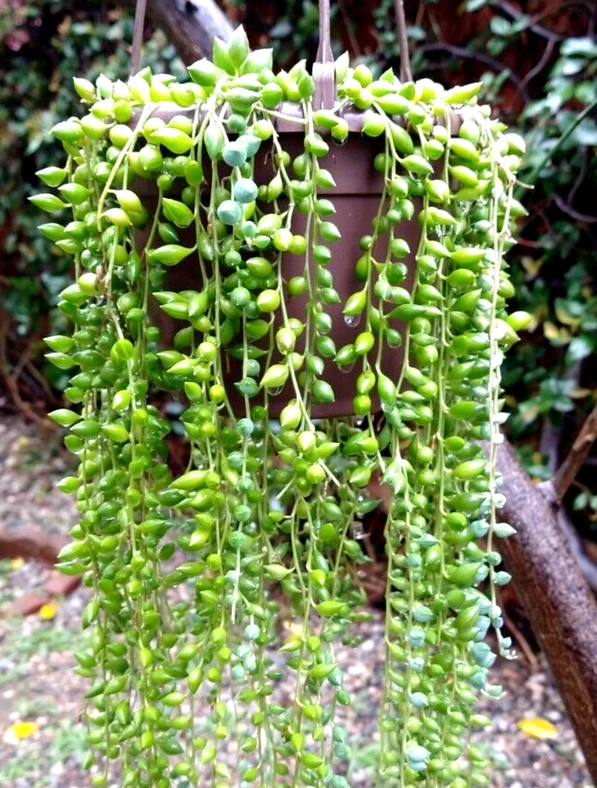 String of Pearls Cuttings – Lot of 30 Healthy Curio rowleyanus Stems for Hanging Succulent Propagation