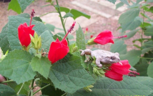 Red Turk’s Cap Plant Cuttings – 7 Live Malvaviscus arboreus Shrubs with Vibrant Hibiscus-Like Flowers for Garden Landscaping