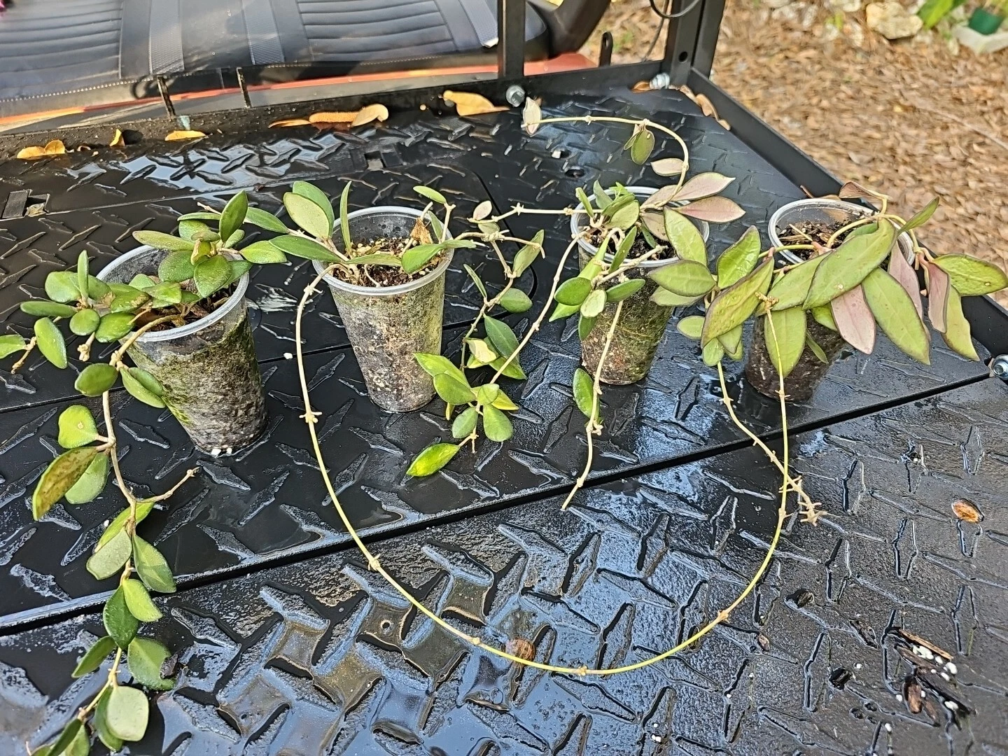 Hoya burtoniae Rooted Cutting – Wax Plant, Bare Root, Indoor or Outdoor, Easy Care, Glossy Leaves, Unique Houseplant