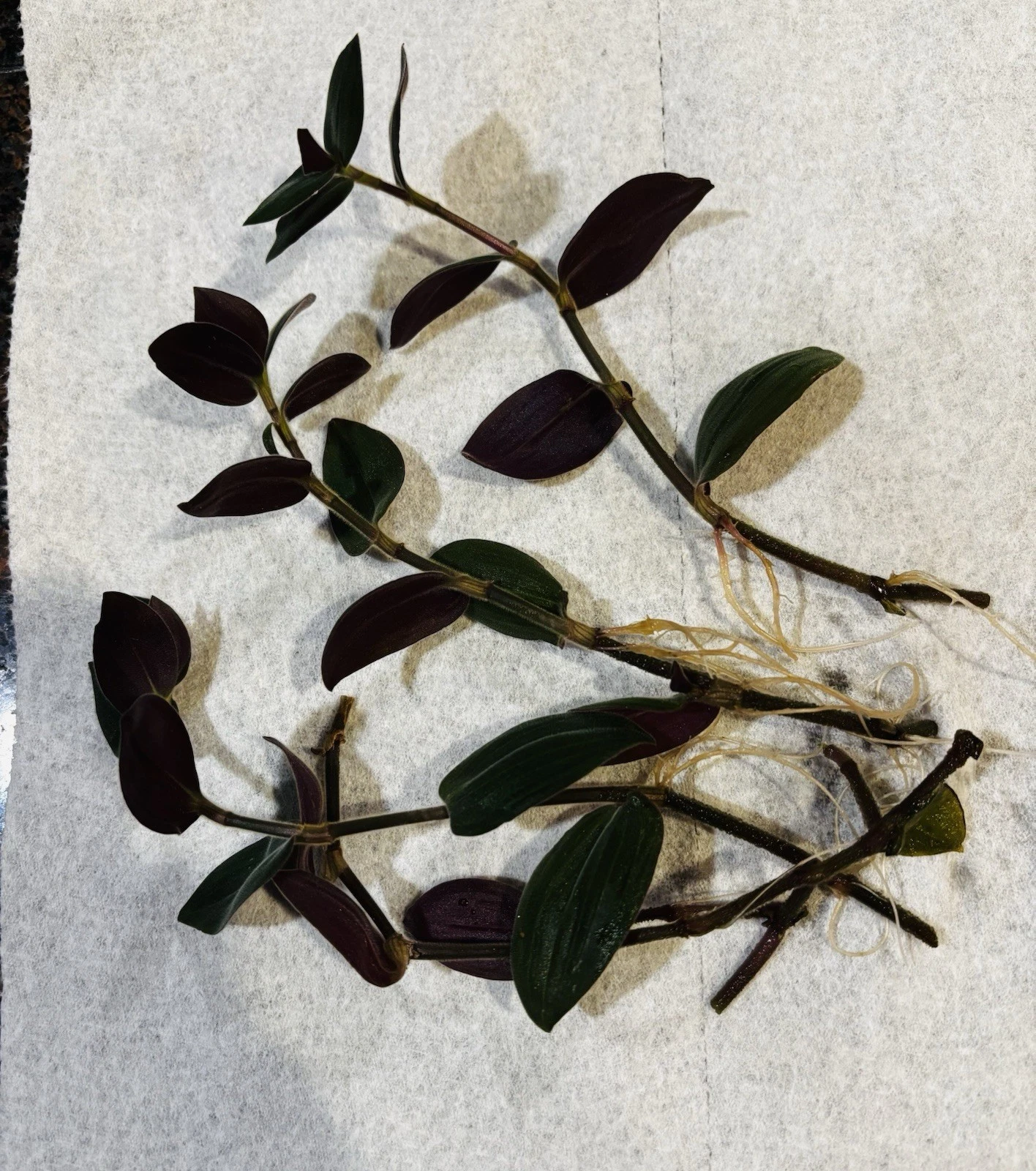Wandering Jew Houseplant Rooted Cuttings – 4 Tradescantia Zebrina, Purple Trailing Foliage, Indoor Garden, Hanging Basket, Live Plant