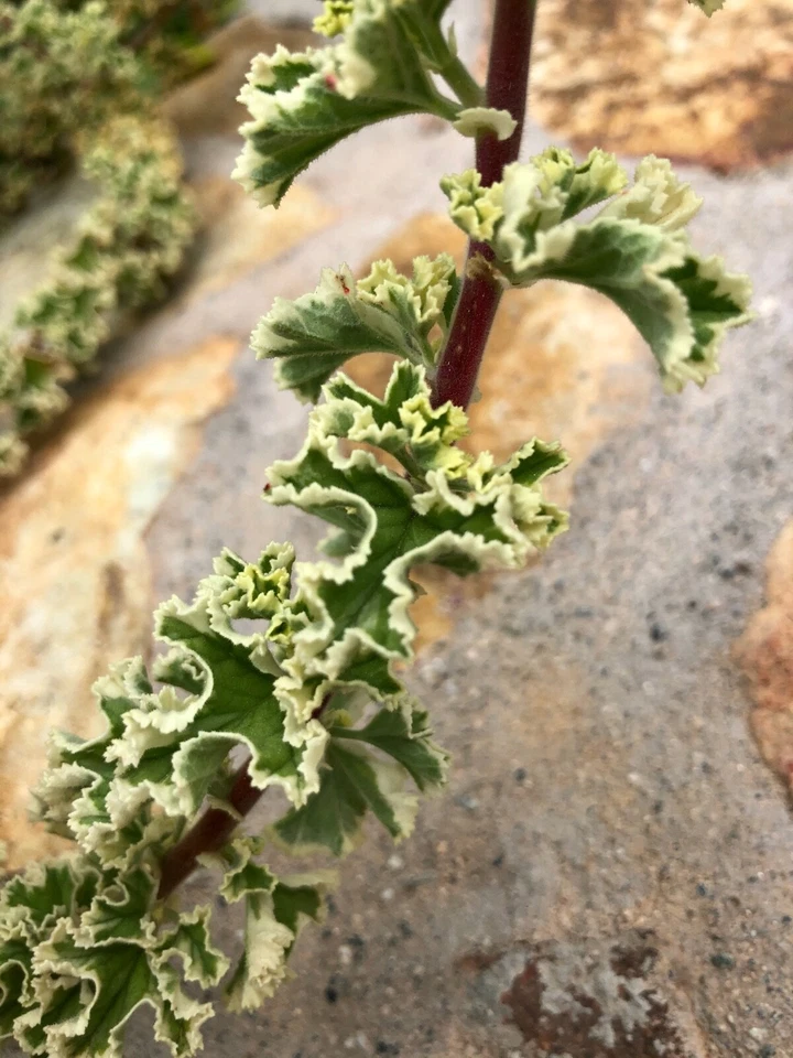 Variegated Compact Pelargonium Geranium Cuttings – 3 Live Propagation Plants, 6 Inches, Vibrant Foliage