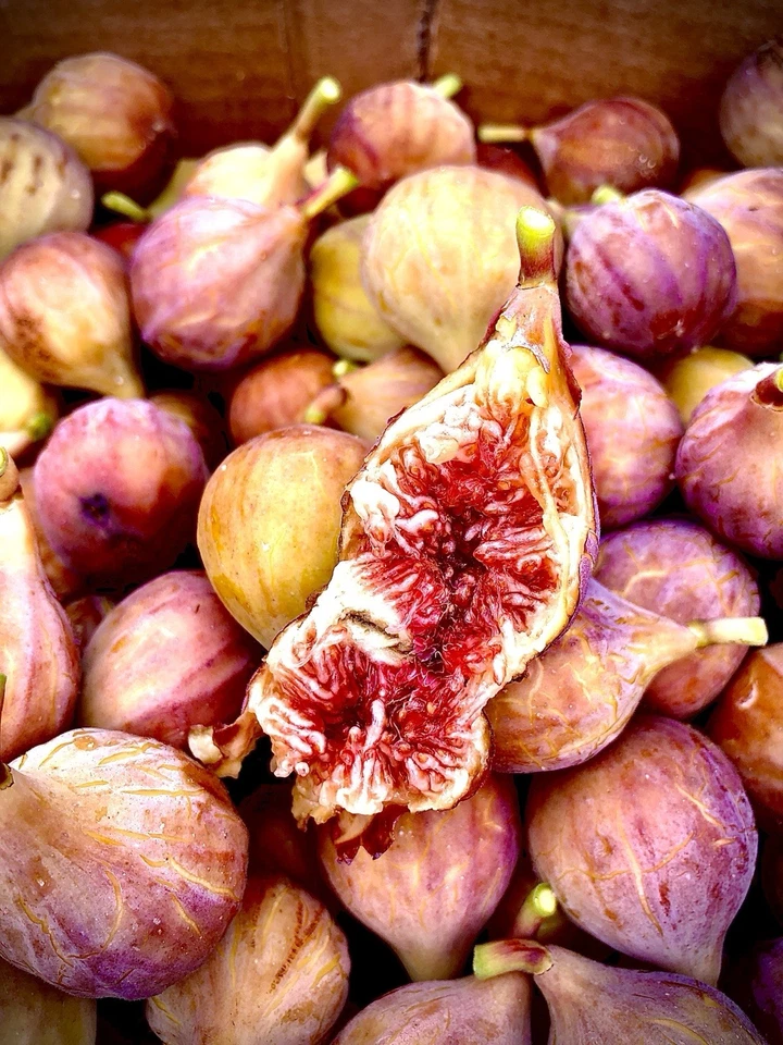 Brazos Bottom Red Fig Tree Cuttings – 3 Unrooted Ficus carica Fruit Tree Starter for Garden Planting