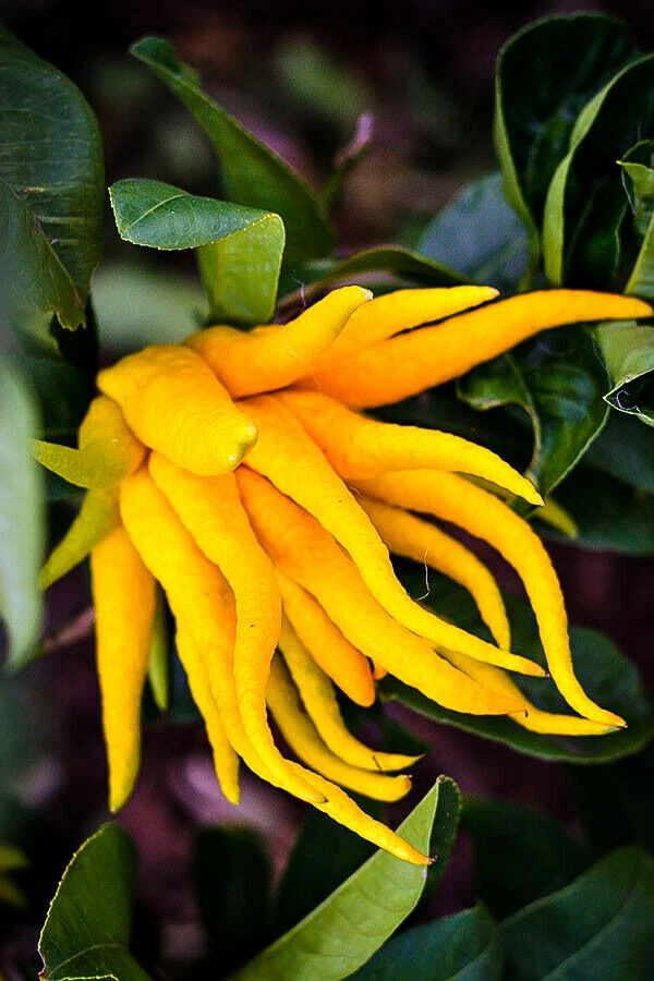 Buddha’s Hand Fingered Citron Tree Live Plant – 12–15 Inch Citrus medica, Evergreen Citrus Tree for Garden or Container