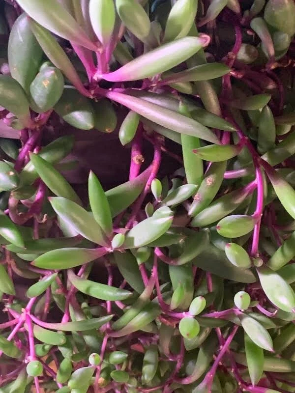 Othonna Capensis Ruby Necklace Succulent Cuttings – 5 Unrooted Trailing Stems for Propagation, 3–4 Inches