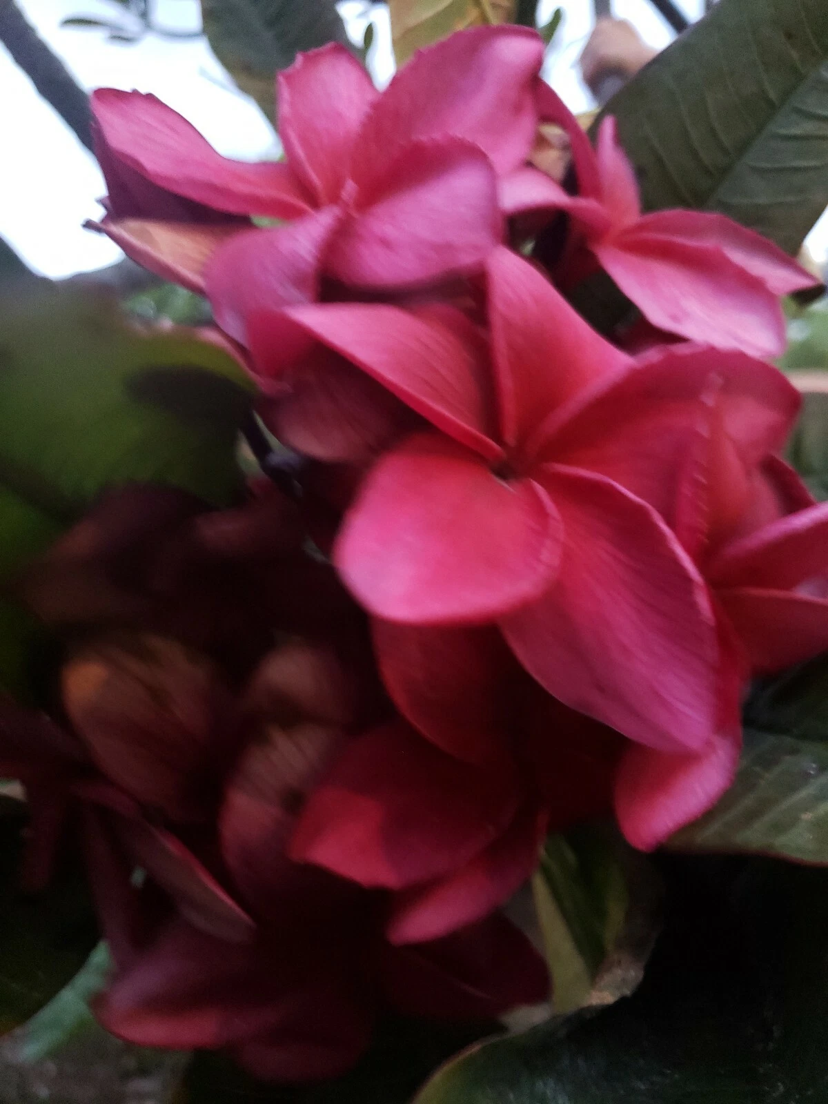 Wildfire Red Plumeria Cutting – 9-12 Inch Live Plumeria Rubra for Garden, Frangipani Tree, Tropical Flower, Outdoor Planting
