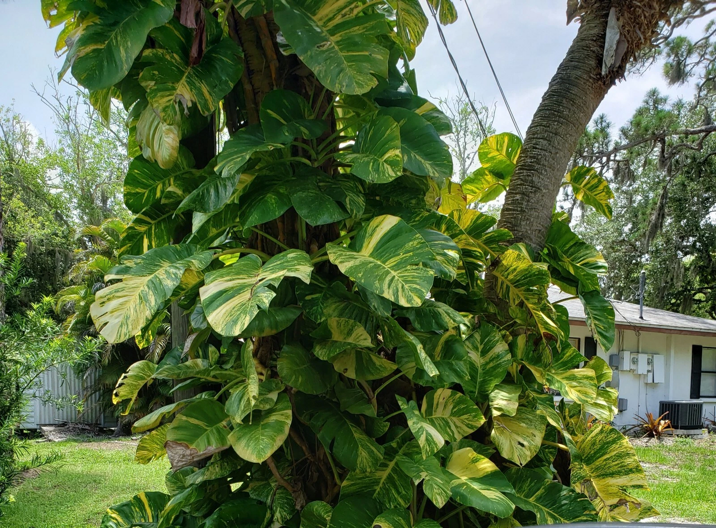 Variegated Golden Pothos Cutting – 3 Nodes Unrooted Epipremnum aureum ‘Hawaiian’ Climbing Houseplant