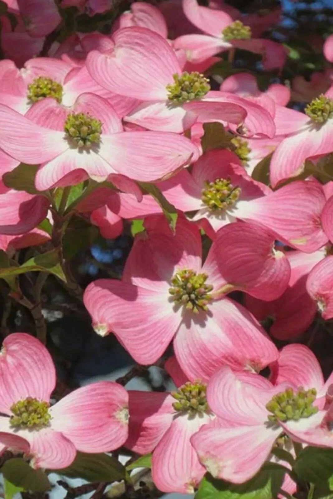 Pink Dogwood Cuttings – 6 Unrooted Tree Cuttings – Heirloom Deep Pink Blooms – Flowering Garden Tree Propagation