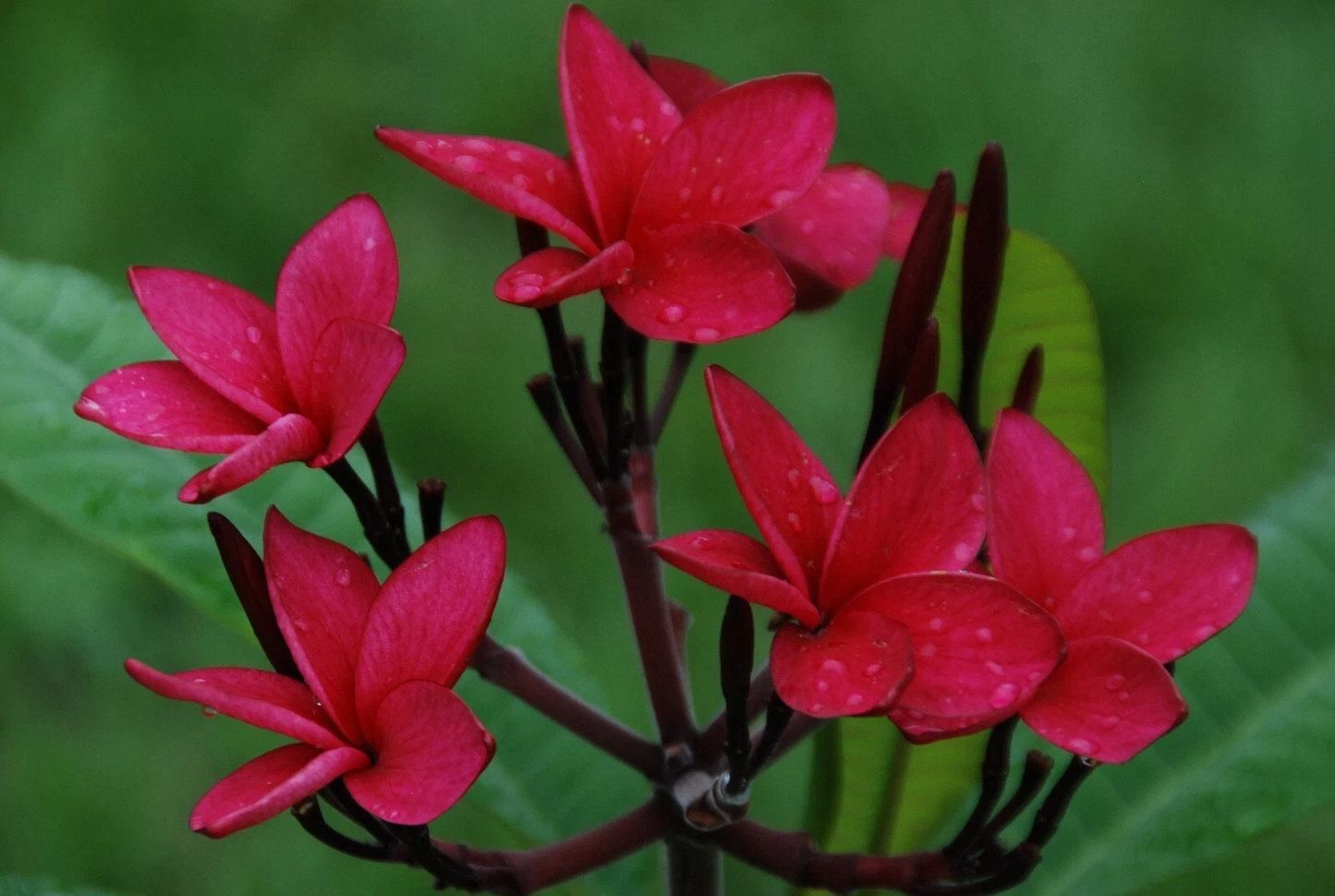 Red Plumeria Cutting 10-12" – Fresh Frangipani Stem with Rare Red Flowers, Live Unrooted Tropical Garden Plant