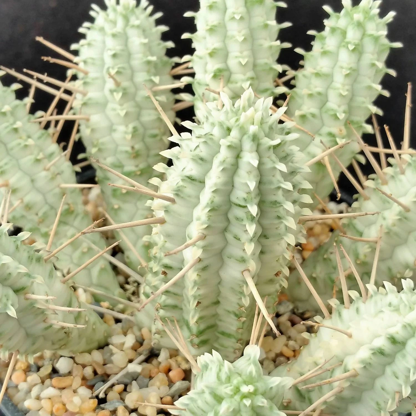 Euphorbia Mammillaris Variegata Cuttings – White Ghost Form – 2 Inch Succulent Cactus Propagation Material